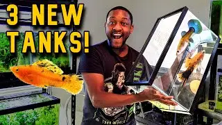 Breeding Mollys Guppies and Swordtails! 3 New Tanks!