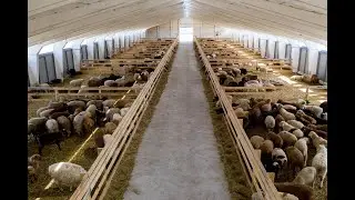 ВСЕМИРНЫЕ ЗАГОНЫ.  ВЕДЬМИНА ИЗБА - ИНГА ХОСРОЕВА