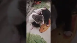 ещё котята💓