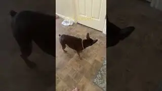Quick vids part 1