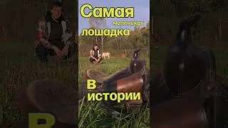 Самая маленькая лошадь 