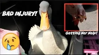 DUCK RESCUE! | Saving A Hurt Duck!