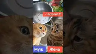 мем 2 кота разговаривают муж и жена что у нас на ужин приколы про котов с озвучкой 