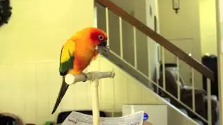 Sun Conure Melony Target Training