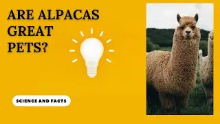 Are Alpacas Great Pets?