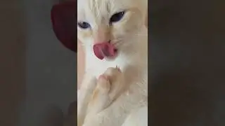 лапикюр #котик #cat