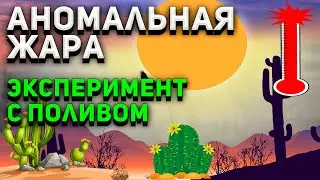Полив кактусов летом в жару. Аномальная жара. Эксперимент с поливом.