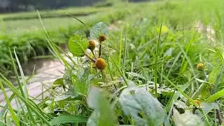 কাঁদা মাটির আবহমান গ্রাম বাংলা