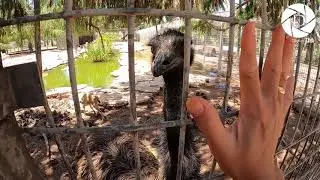 MAPUTOL KAYA ANG MGA DALIRI SA PAGPAPAKAIN SA OSTRICH???