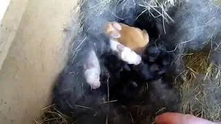 13.04.19  Крольчатам 4 день от самок горе много содержания! Неожиданный сюрприз с окрасом крольчат.