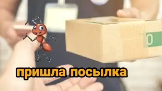 Пришла посылка с муравьями вида aphaenogaster subterraneoides