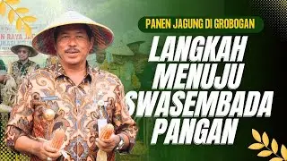 Panen Jagung di Grobogan, Langkah Menuju Swasembada Pangan
