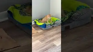 cat always hisses at me before coming to say hello? #shorts #sadcat  #funnycat #funnycatmeme