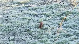 Fox looking for his breakfast surrounded by magpies 29/01/2024@Figline Diaries