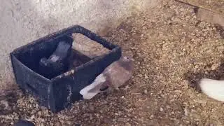 Голуби И. Т. Луганск.