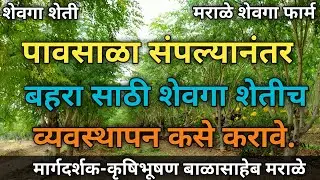 पावसाळा संपल्यानंतर शेवगा शेतीचे व्यवस्थापन कसे करावे || Drumstick Farming || Drumstick Cultivation