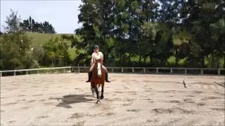 bitless bridle and bareback jumping course 1 metre