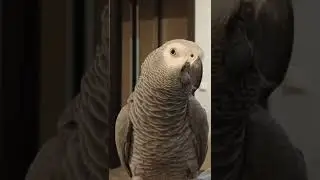 Gosha the Parrot 