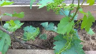 Сюрприз с прививкой или прививка Сюрприза
