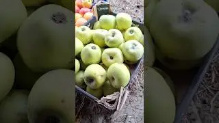 Зберігання яблук в ямі в листі 