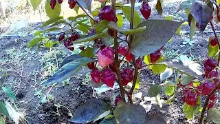 Fidalgo Roxa. Сорт острого перца