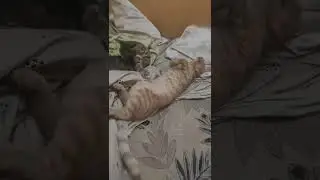 Котики сладко спят.