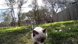 Волк мама для котёнка.