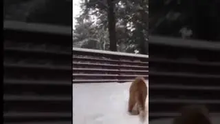 Смешной котик
