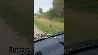 Медведь!!! 😲😲😲#shorts