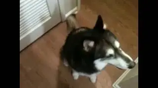 Dagny the Malamute treated to ice!