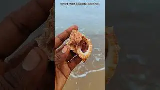 saved most beautiful sea animals: sea snell returned to their home 🏡|| #shorts #sea #fishing