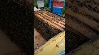 Пчеловодство 