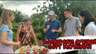 Дегустация клубники КСД