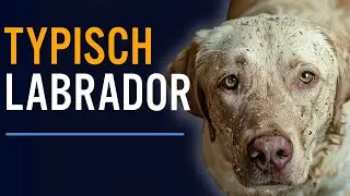 Nur Luft im Kopf 🤣 Neuer Labbi in der HuTa - Toben, Matsch & Wasser