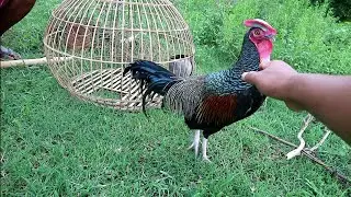 Jinak dan rajin Kokok bisa di lepas seperti ayam kampung