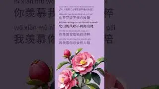 Li Xiao xiao 梨笑笑【 Camellia Does Not Understand White Roses 山茶花读不懂白玫瑰】