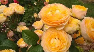 Цветение Роз Чарминг Пиано,Гранд Аморе , Эхинацея.