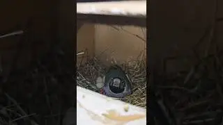 амадины гульда высиживают яйца.В ожидании чуда#amadina#амадины#gouldianfinch#размножение#shorts