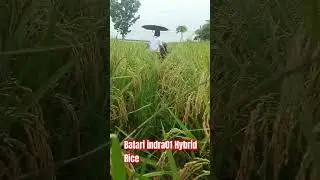 Batari indra01 Hybrid Rice Ripening Stage