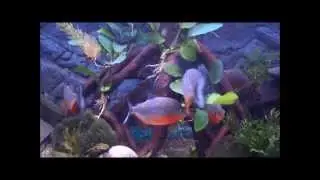 aquarium 450 l amazonien