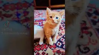 Милые котята 😻😻😻