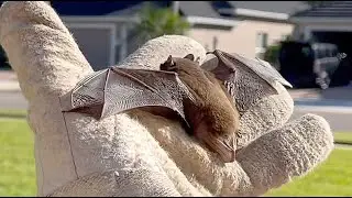 Florida Evening Bat Found Behind Tree Bark