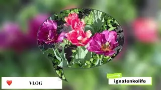 Vlog☕🤎/прогулки/#ignatenkolife #vlog