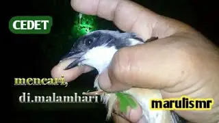 mencari burung cedet di malamhari