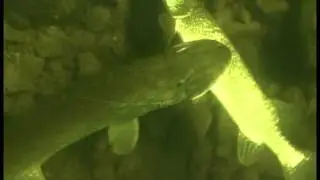 ВОТ ЭТО РЫБАЛКА