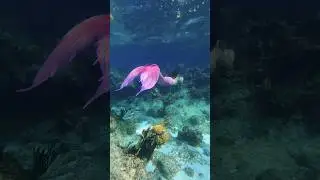 Mermaid looking for a snack 😏 