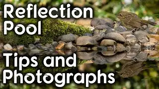 Reflection Pool - Tips and Photographs