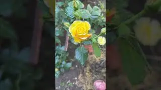 Роза плетистая Дюна video output 0D543942 1EF9 43E6 996B B0AA106B2627