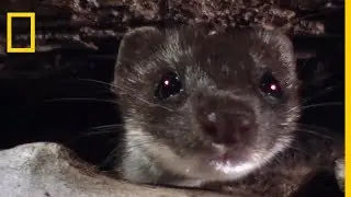 The European weasel, serial killer