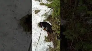 12.04.24. сезон клещей открыт. Рыбалка охота ягдтерьер🦡